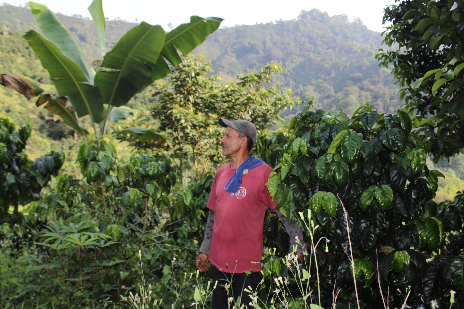 Farmer in a coffee crop